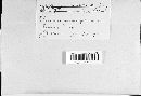Dibotryon morbosum image