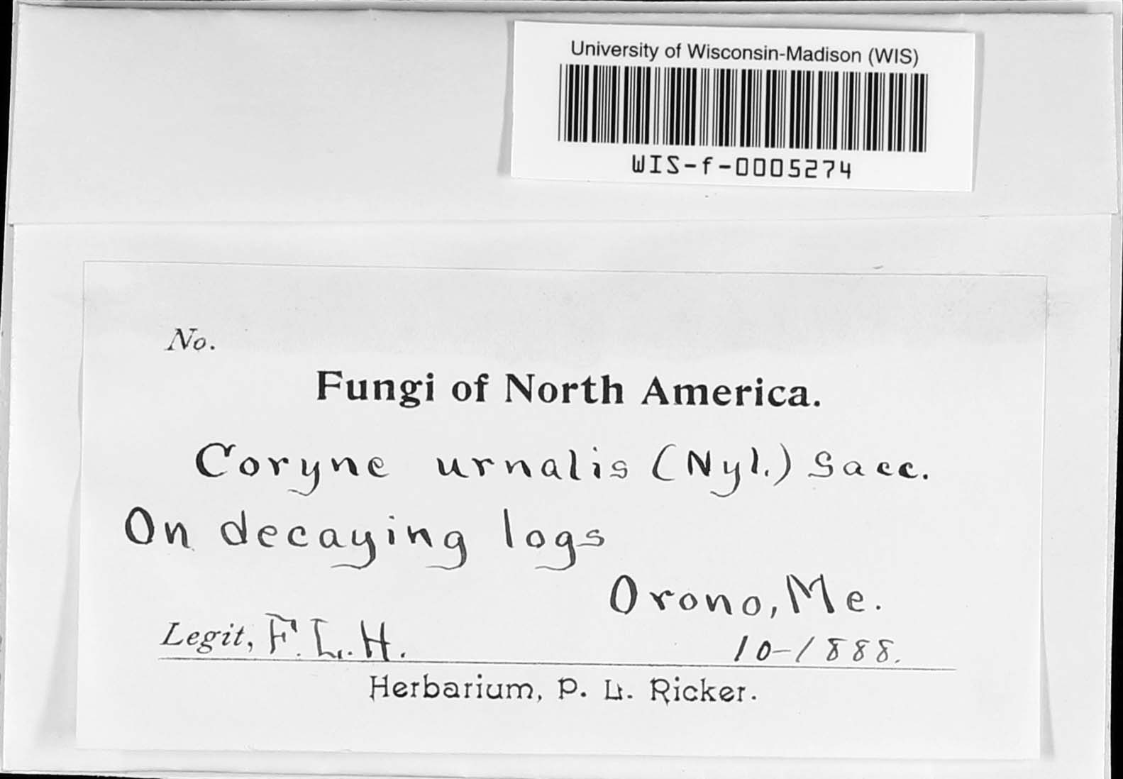 Coryne image