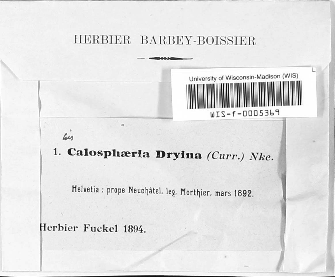 Barbatosphaeria dryina image