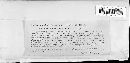Colletotrichum cereale image