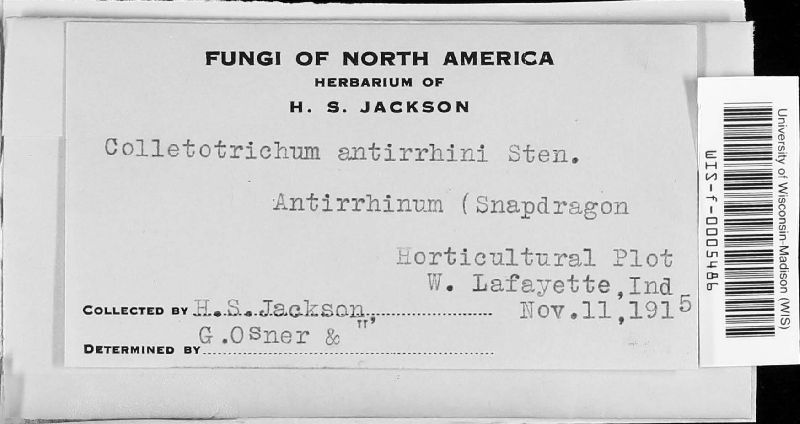Colletotrichum antirrhini image