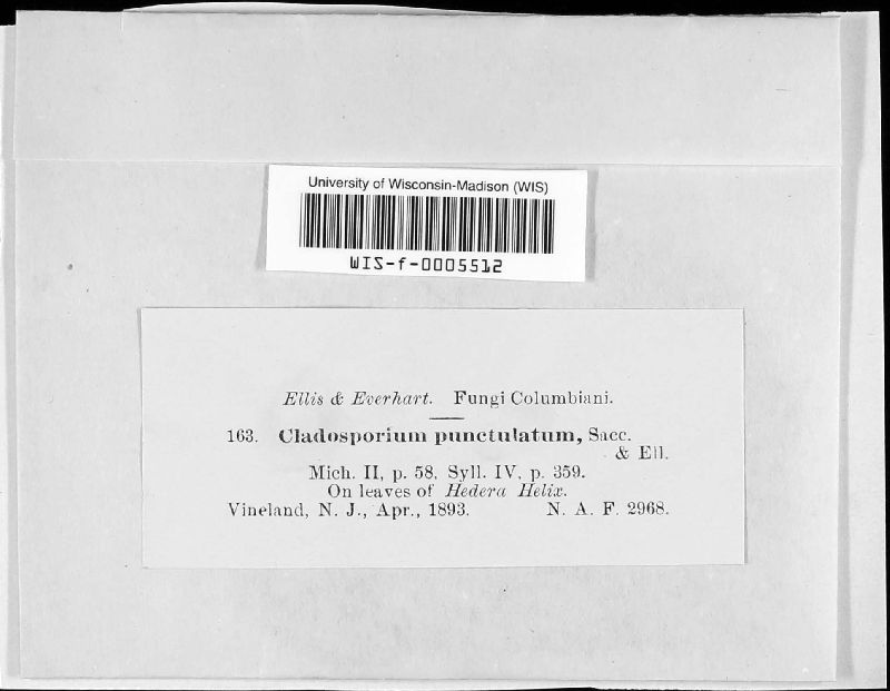 Cladosporium punctulatum image