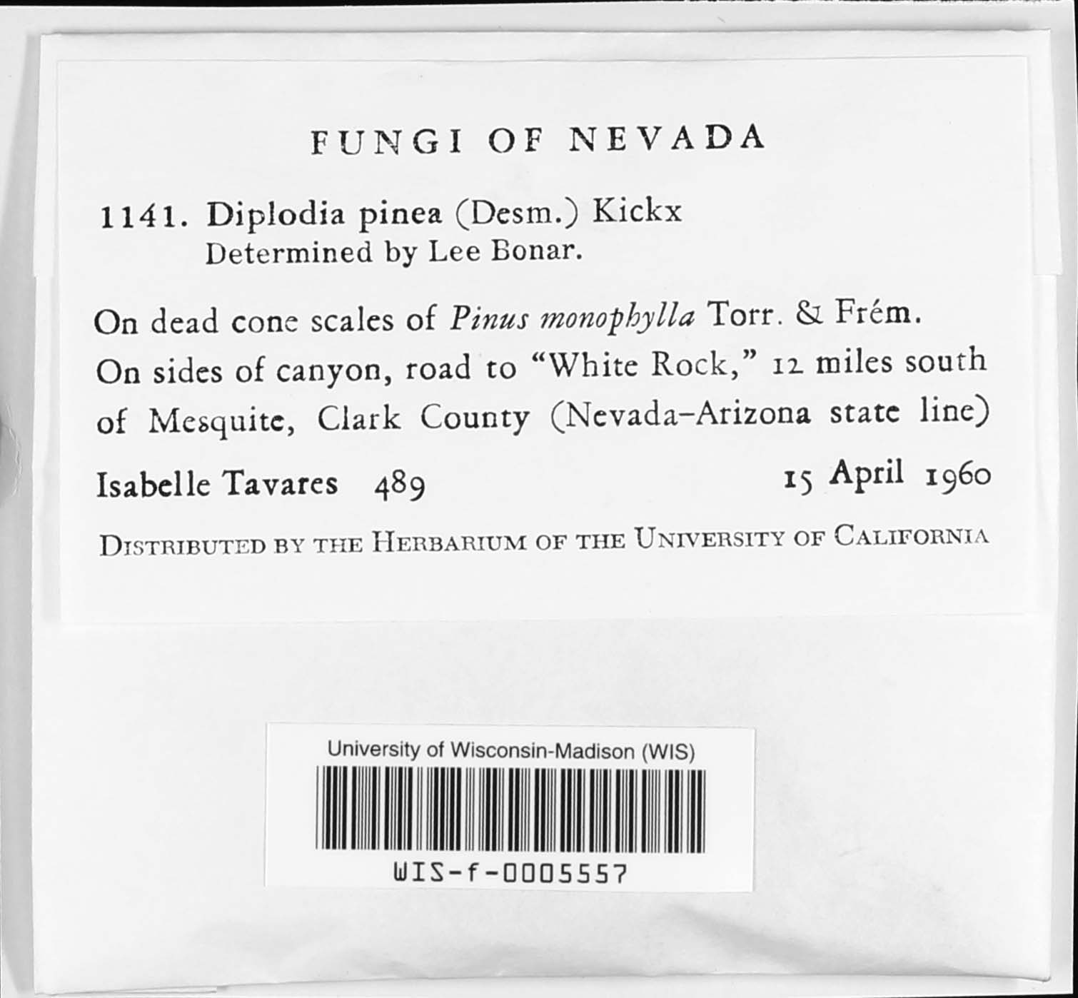 Diplodia pinea image
