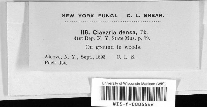 Clavaria densa image