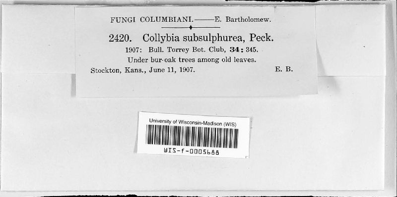 Collybia subsulphurea image