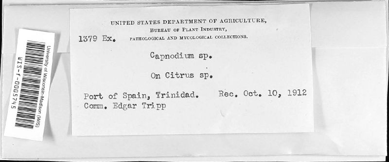 Capnodium image