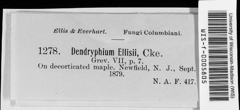 Dendryphion ellisii image