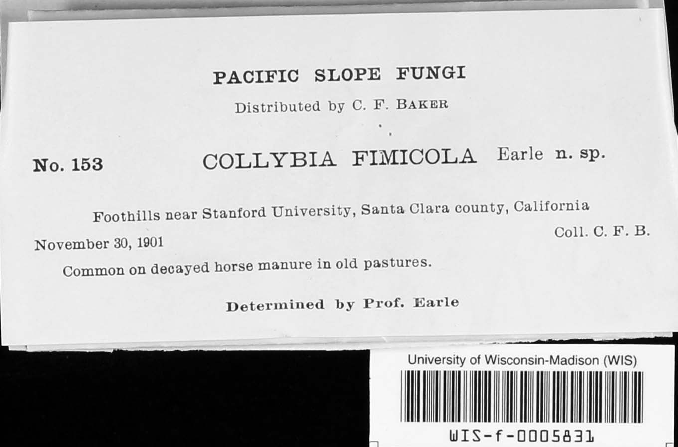 Collybia fimicola image