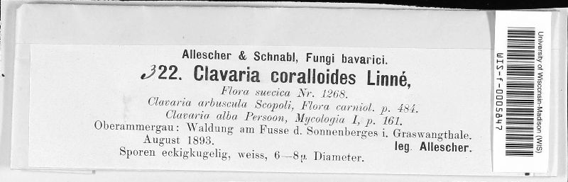 Clavulina coralloides image