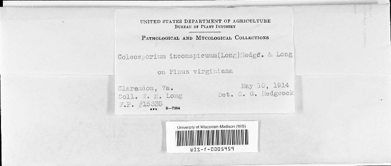 Coleosporium inconspicuum image