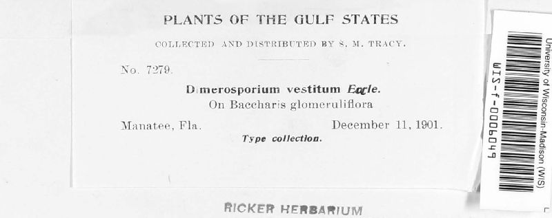 Dimerosporium vestitum image