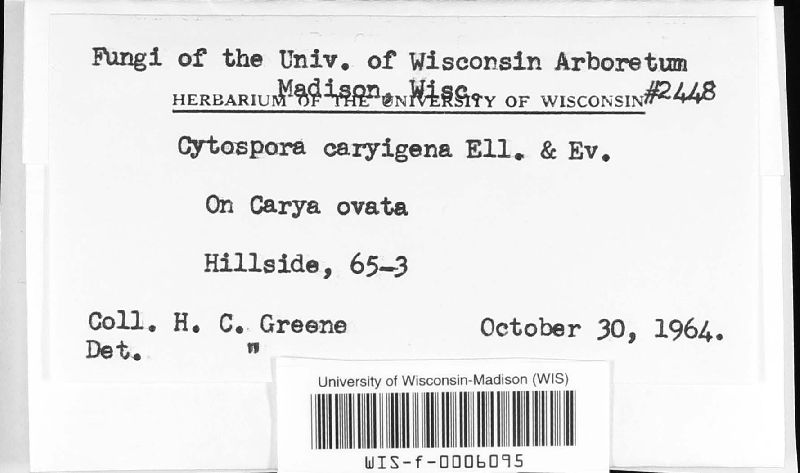 Cytospora caryigena image