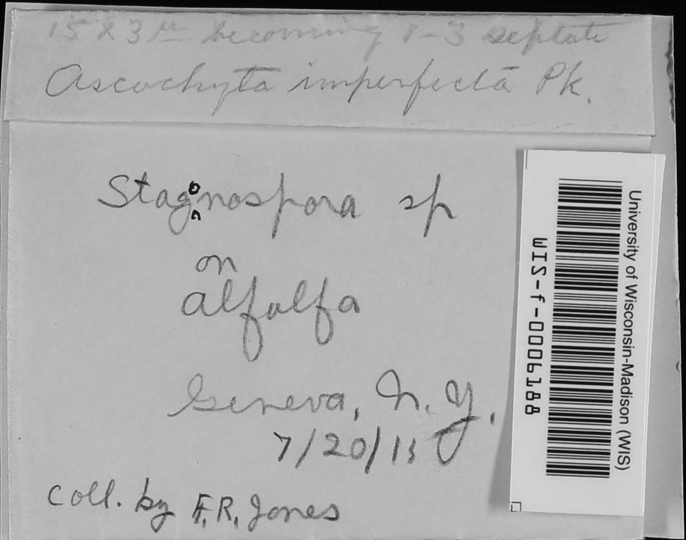 Ascochyta medicaginicola image
