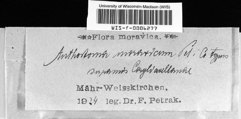 Anthostoma moravicum image