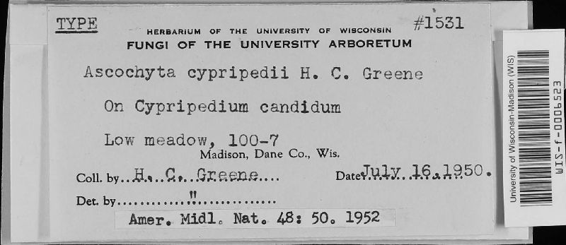 Cryptocline cypripedii image