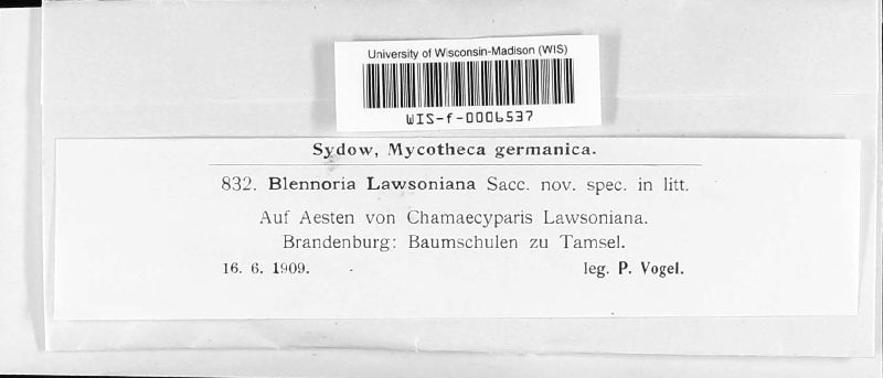 Blennoria lawsoniana image