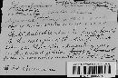 Calophoma clematidina image