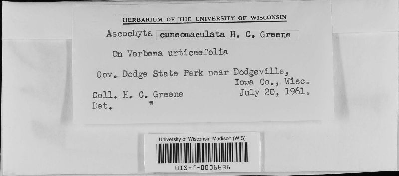 Ascochyta cuneomaculata image