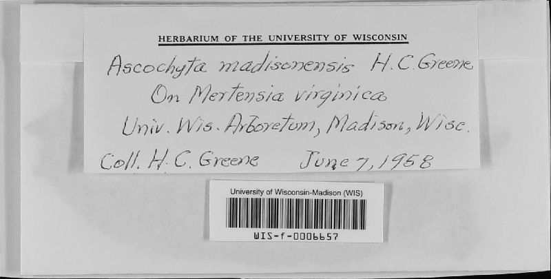 Ascochyta madisonensis image