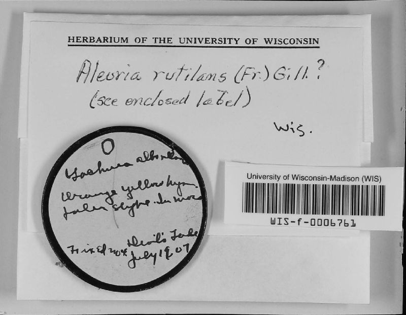 Neottiella image