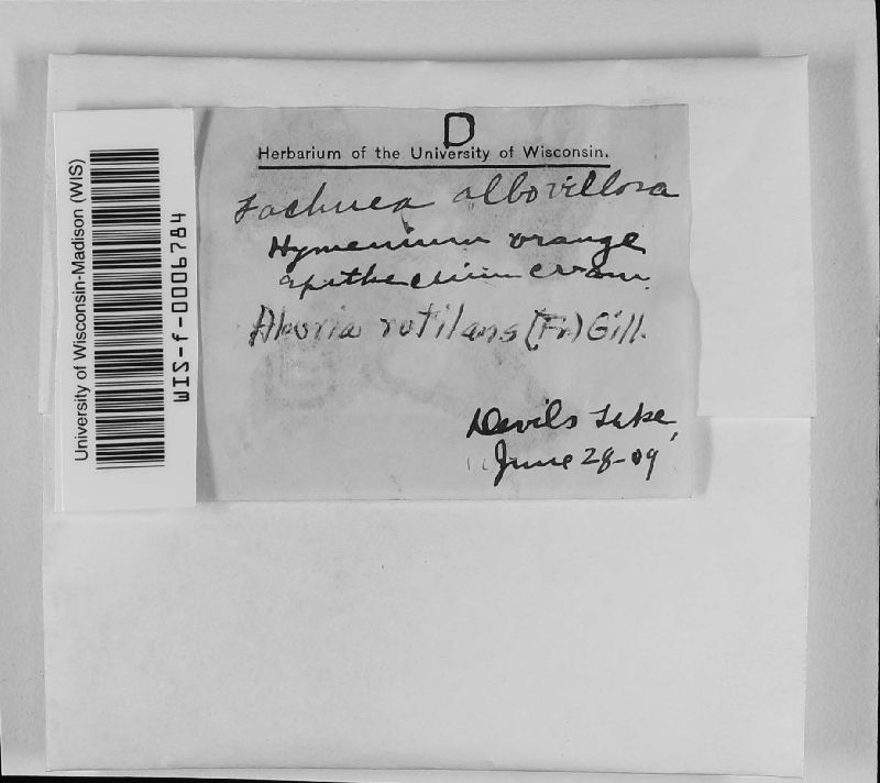 Neottiella image