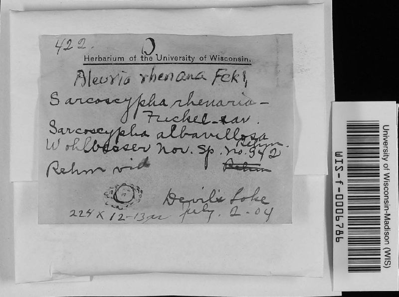 Aleuria rhenana image