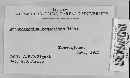 Image of Arthrosporium compositum