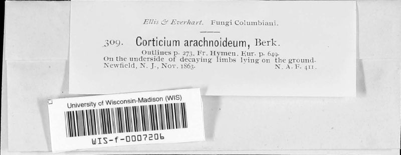 Corticium arachnoideum image