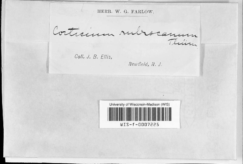 Corticium rubrocanum image