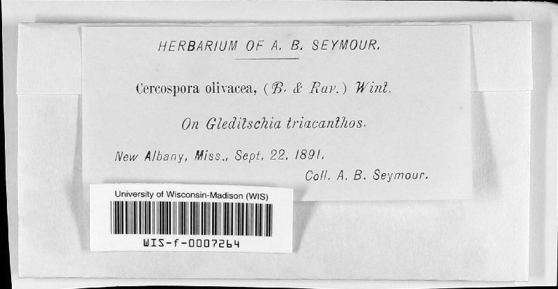 Cercospora seymouriana image