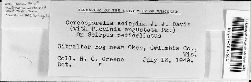 Cercosporella scirpina image