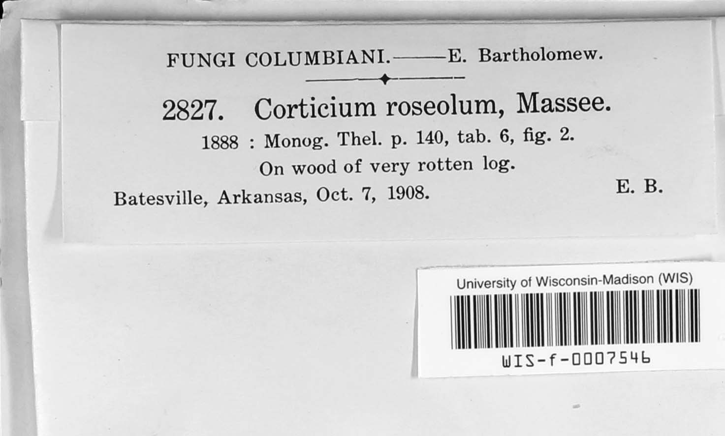 Corticium roseolum image