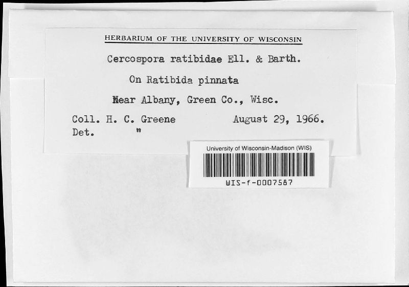 Cercospora ratibidae image