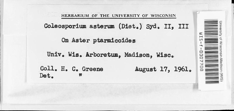 Coleosporium asterum image