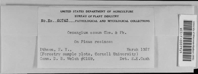 Cenangium image
