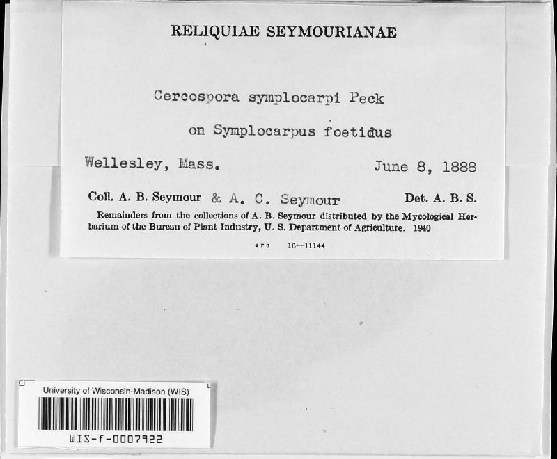 Cercospora symplocarpi image