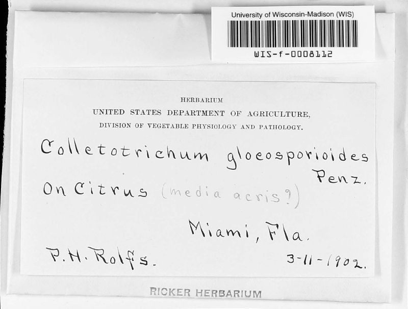Colletotrichum gloeosporioides image