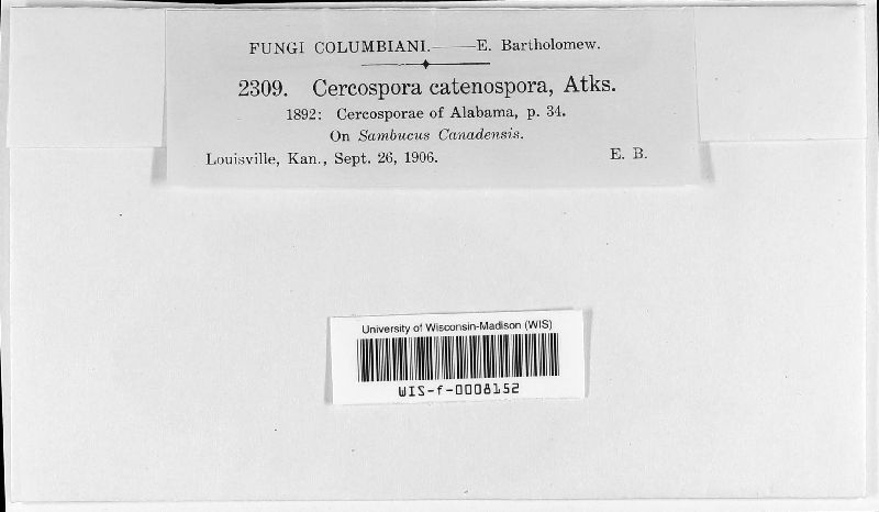 Cercospora catenospora image