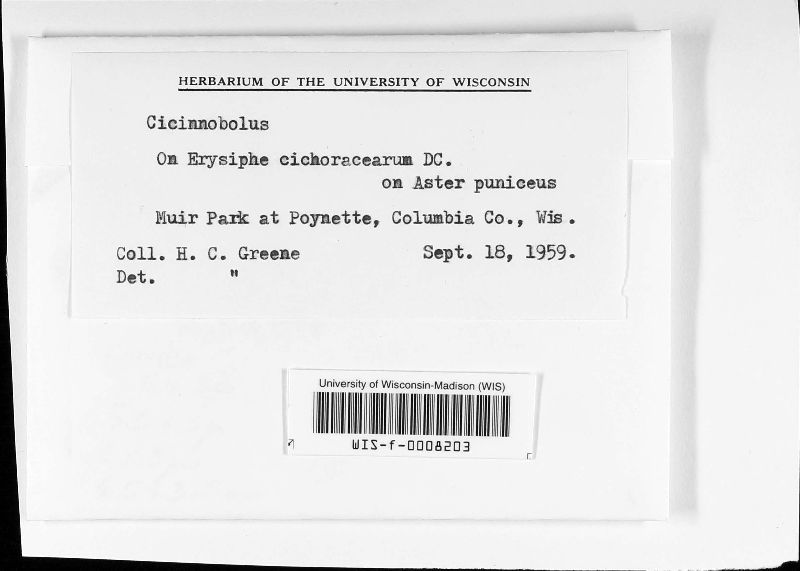 Cicinnobolus image