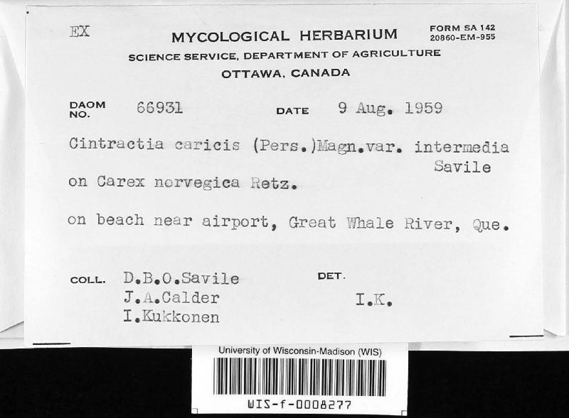 Cintractia caricis var. intermedia image
