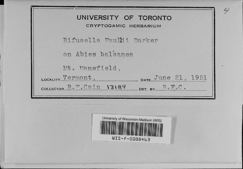 Bifusella faullii image