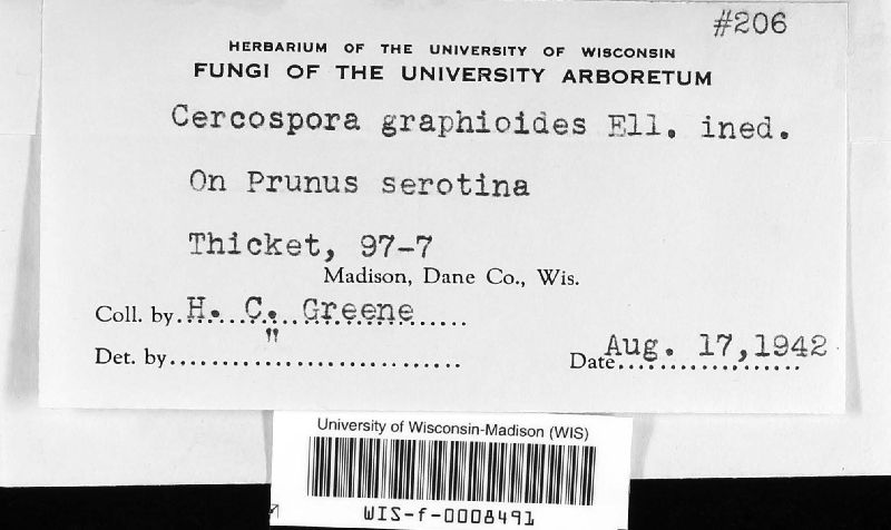 Cercospora graphioides image