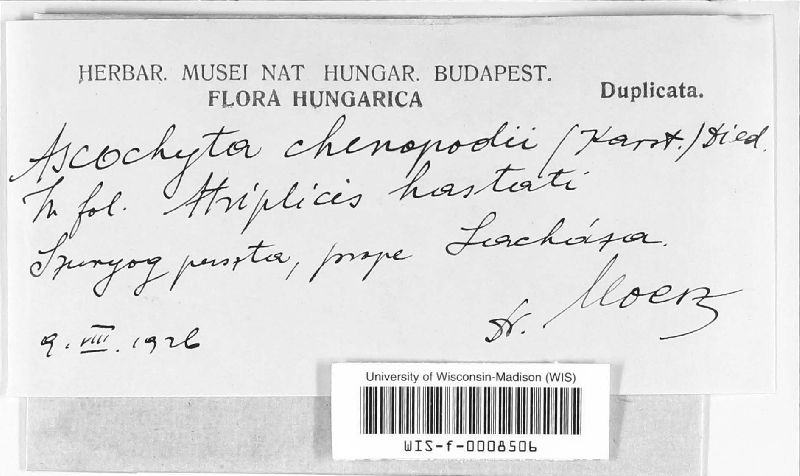 Ascochyta chenopodii image