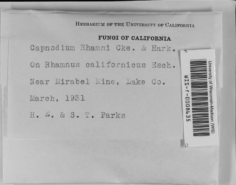 Capnodium rhamni image