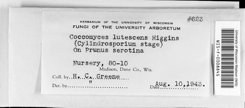 Coccomyces lutescens image