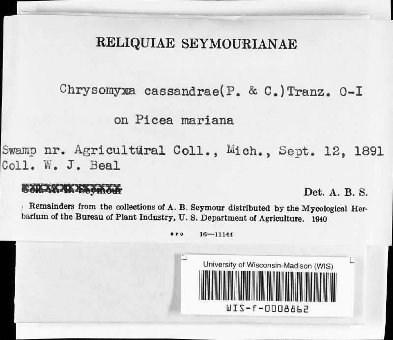 Chrysomyxa cassandrae image