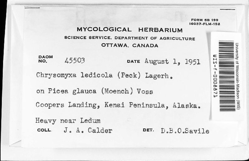 Chrysomyxa ledicola image