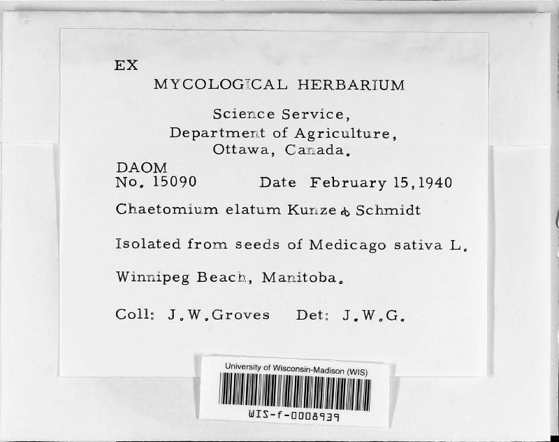 Chaetomiaceae image