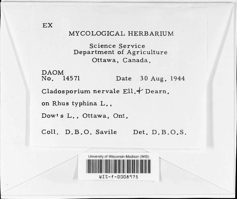 Cladosporium nervale image