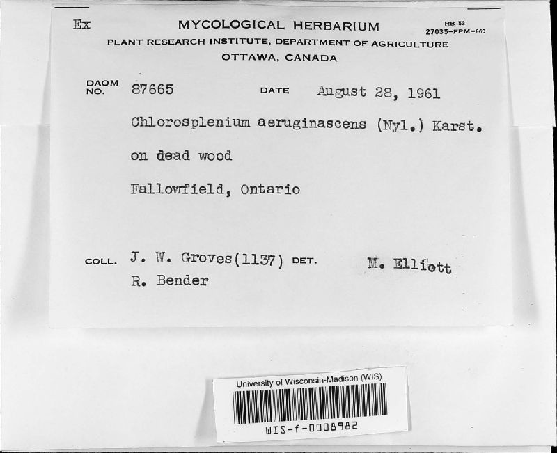 Chlorosplenium image